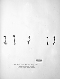 Leotia lubrica image